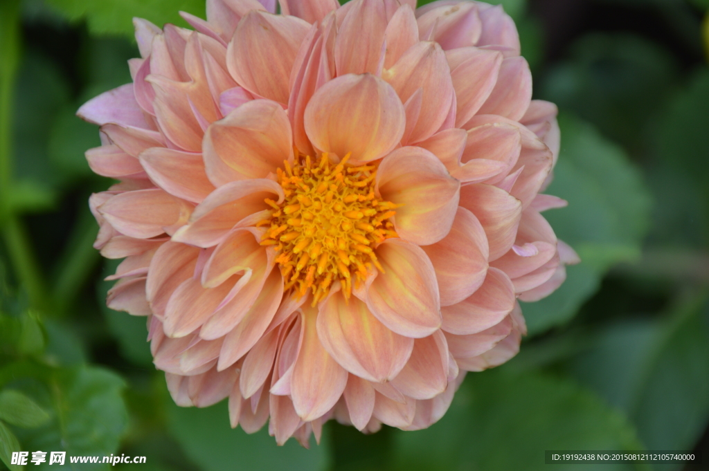 小丽花