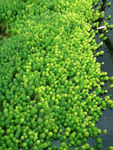 水草
