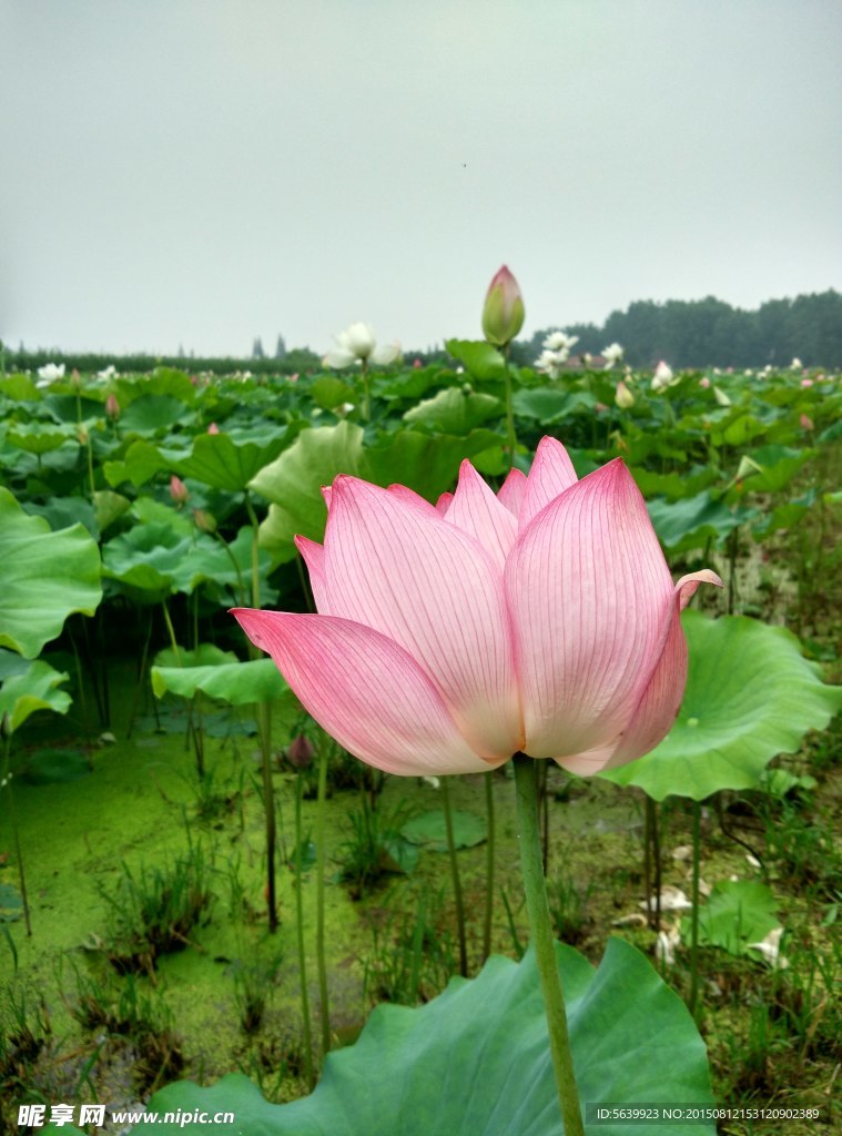 莲花