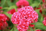 带绒毛的花朵