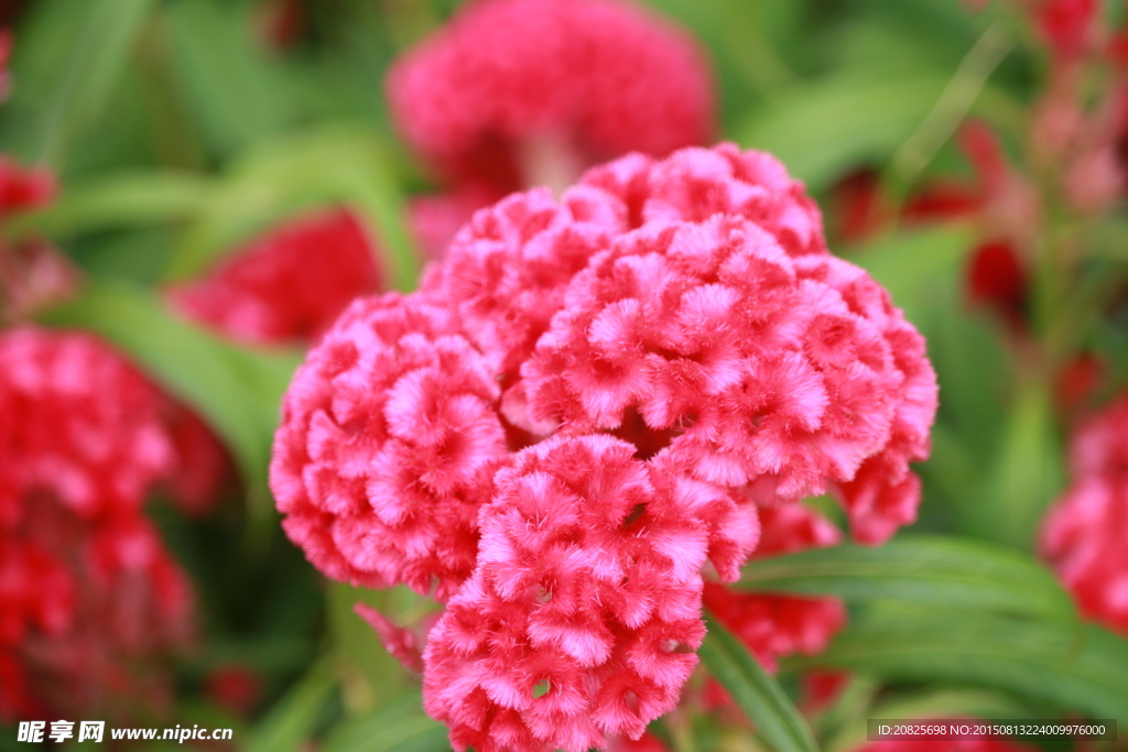 带绒毛的花朵