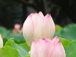 雨后荷花