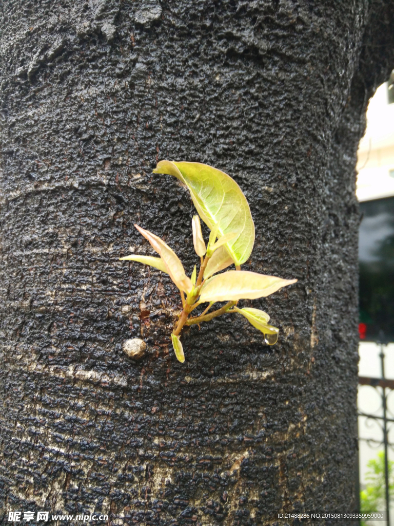 嫩芽 树木 嫩叶 枝干 植物