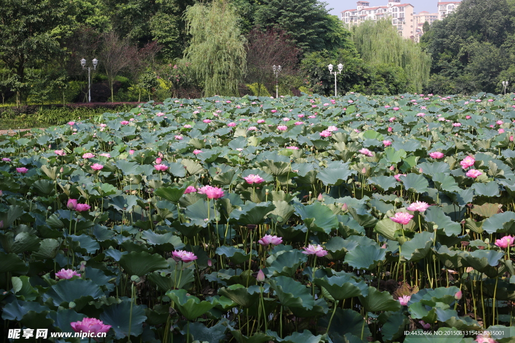 荷花