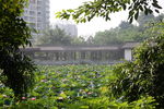 绿色  风景