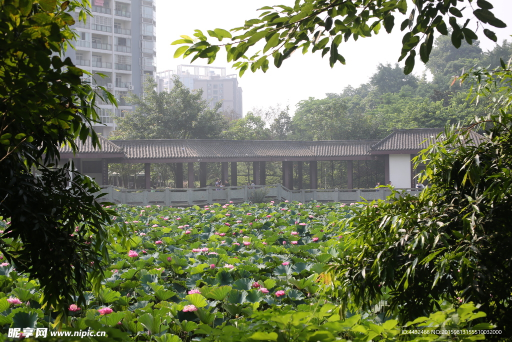 绿色  风景