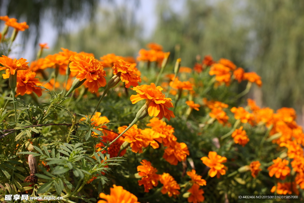 花