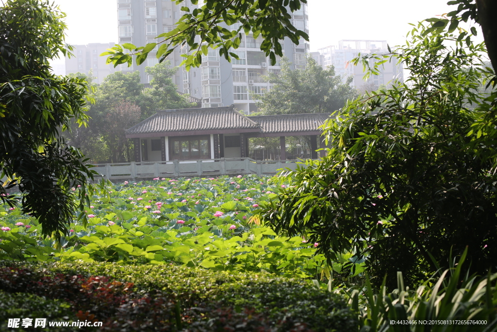 植物    风景