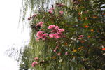 紫薇花