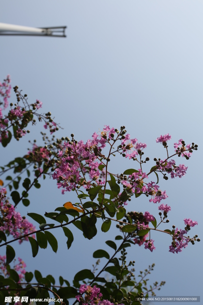 紫薇花
