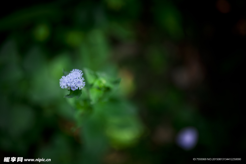 鲜花