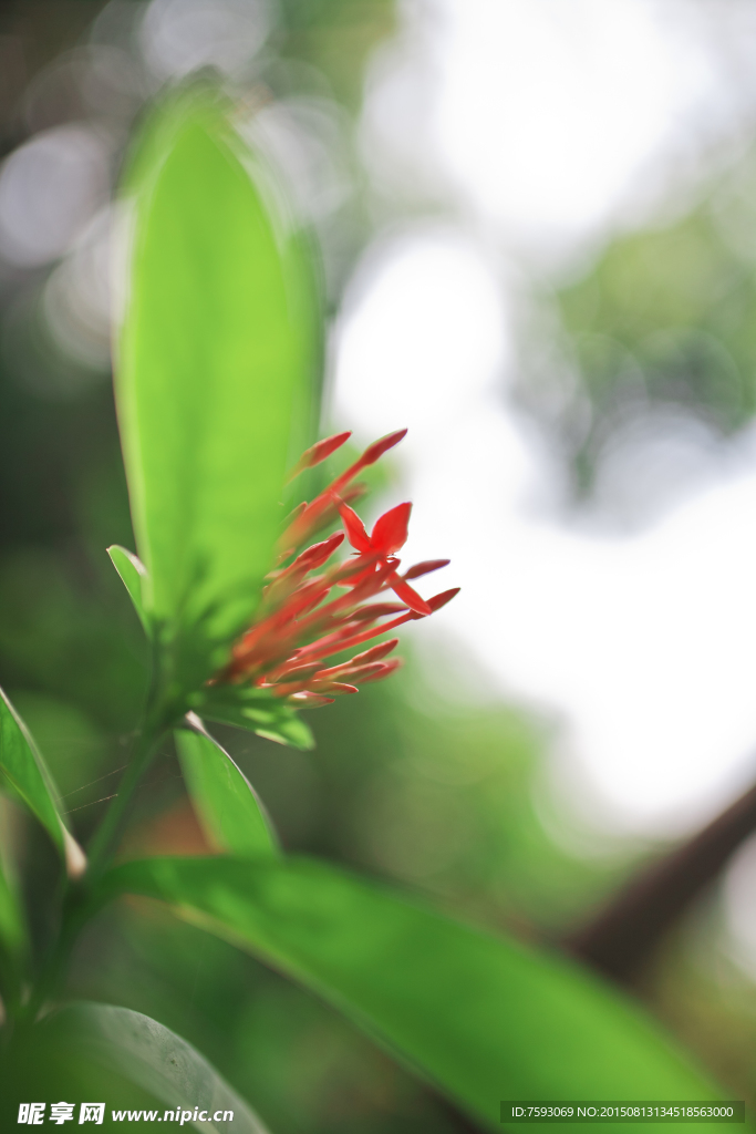 龙船花