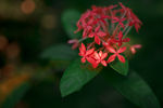 龙船花