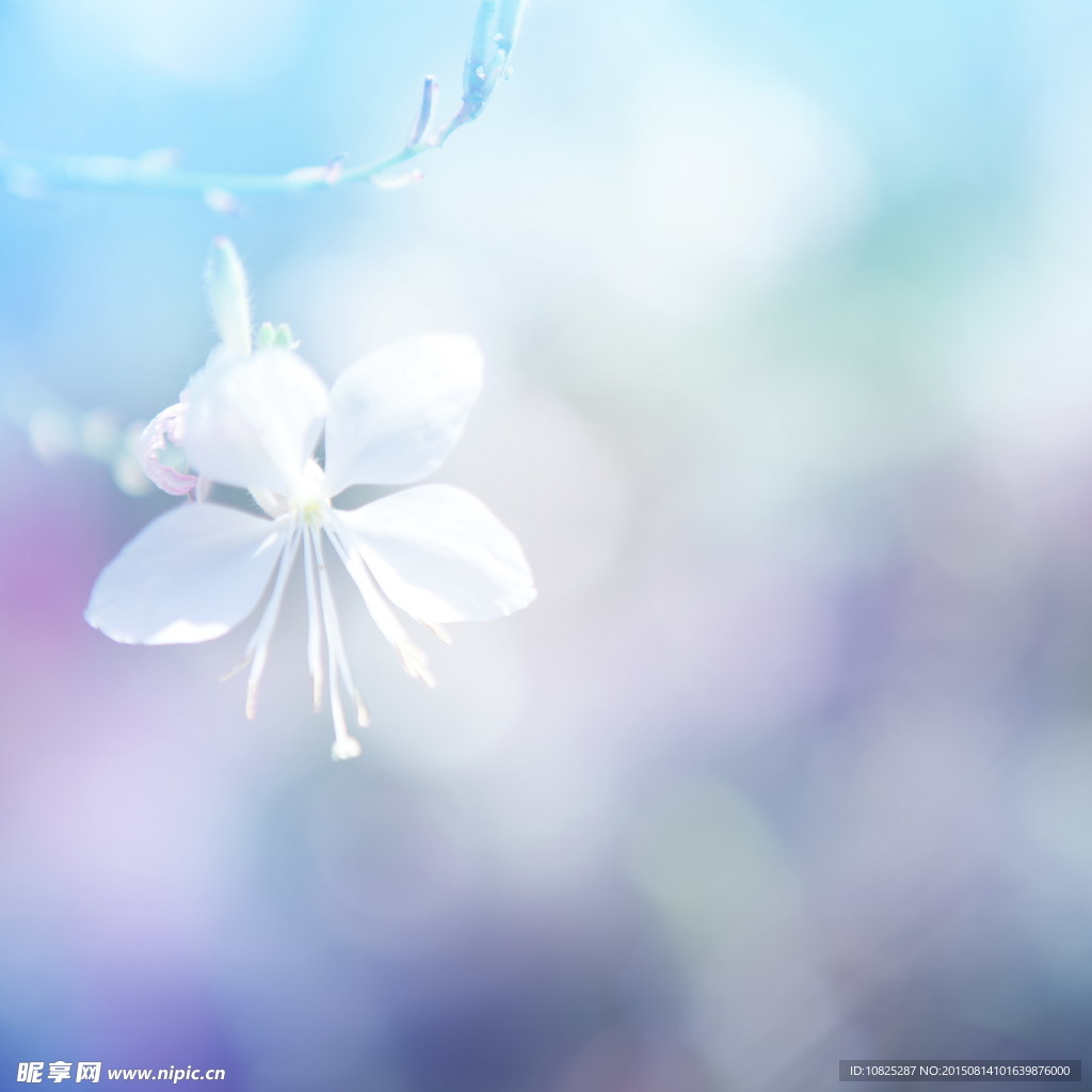 梦幻花朵背景