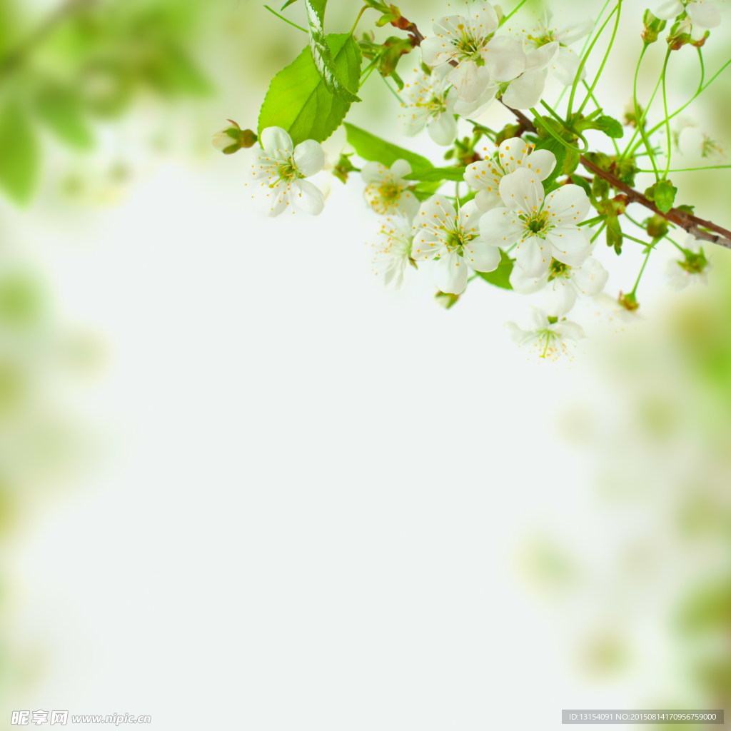 花卉背景素材