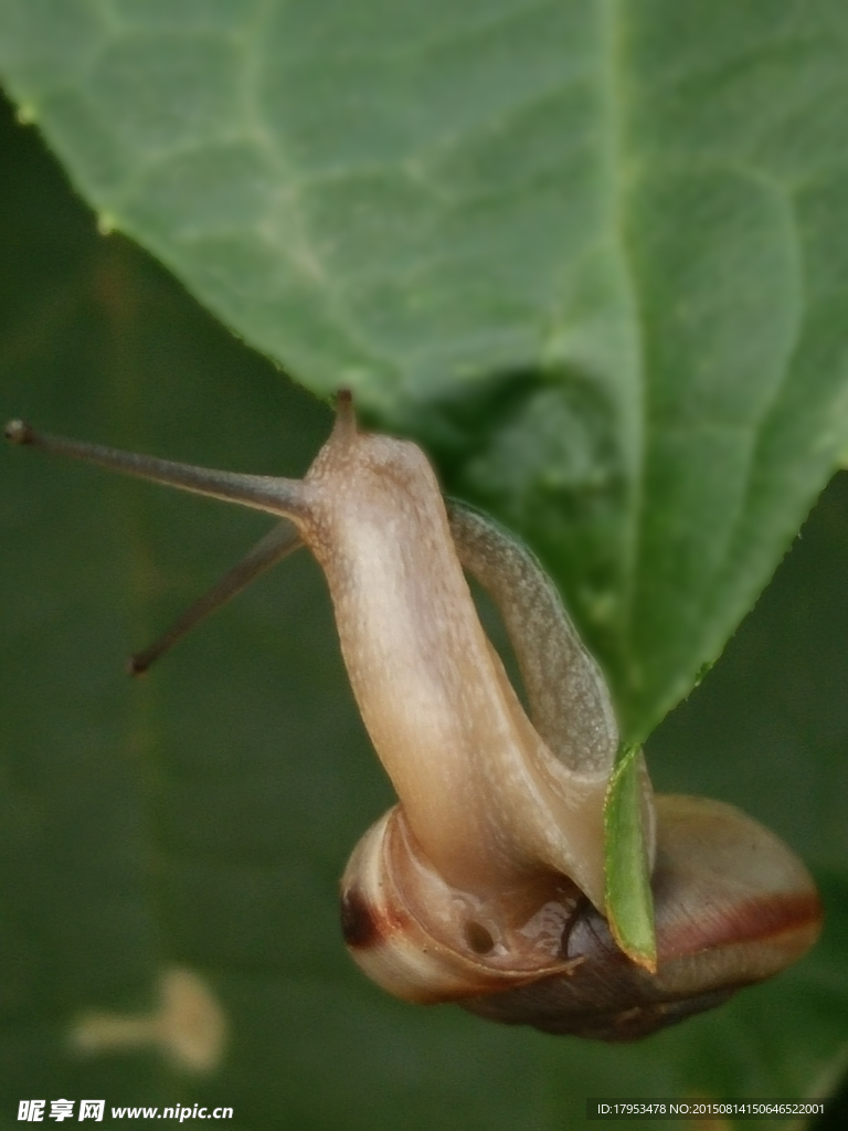 蜗牛