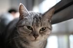 冷酷的猫