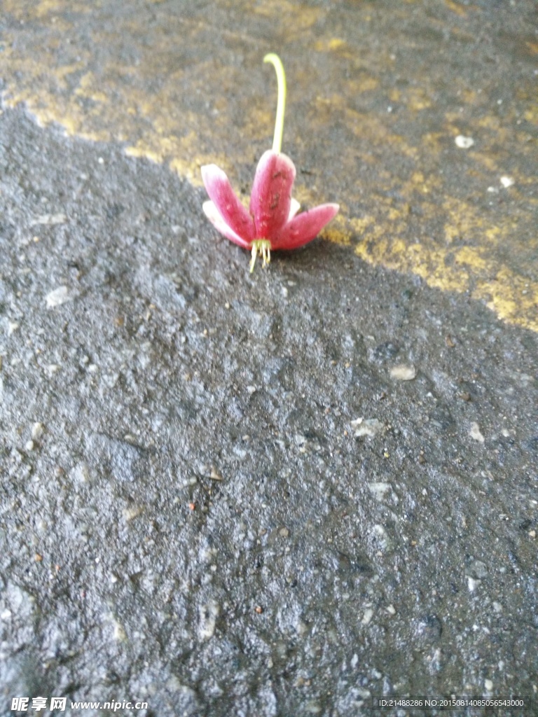 花朵 小红花