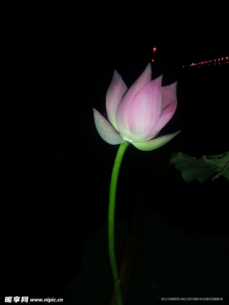 荷花