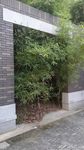 中式别墅庭院