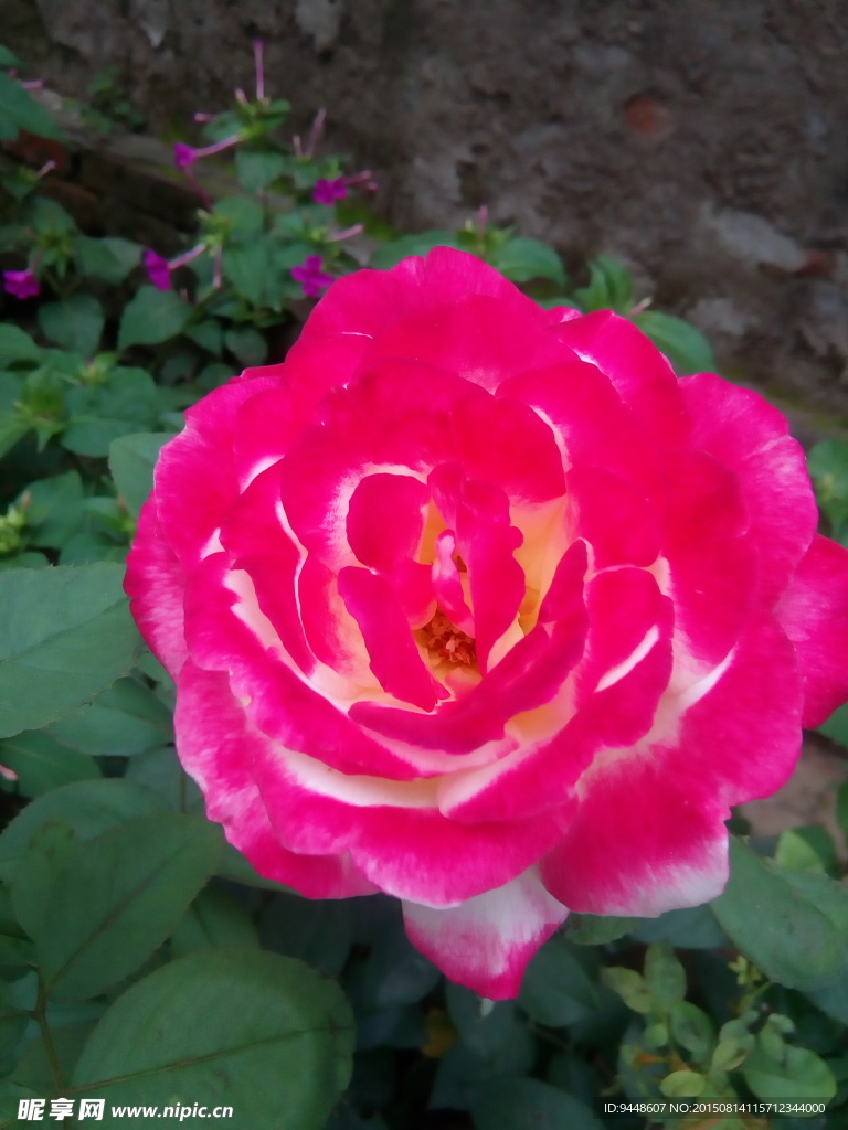 月季花