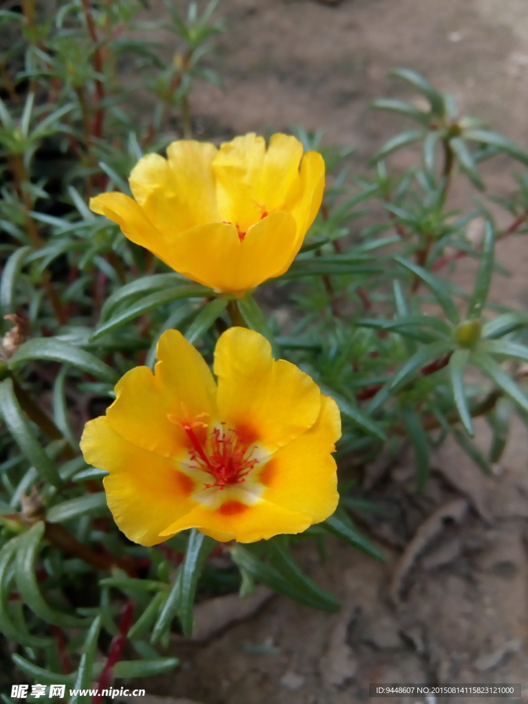 太阳花