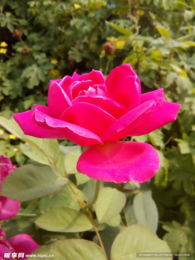 月季花