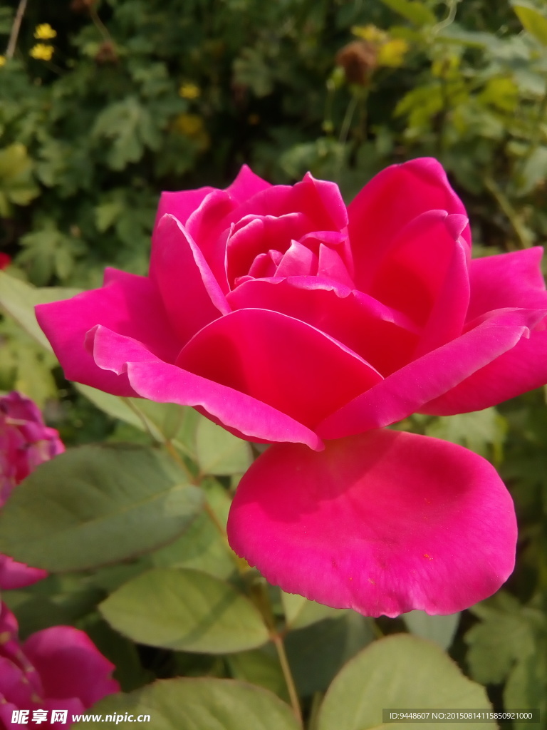 月季花