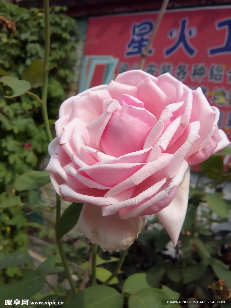 月季花
