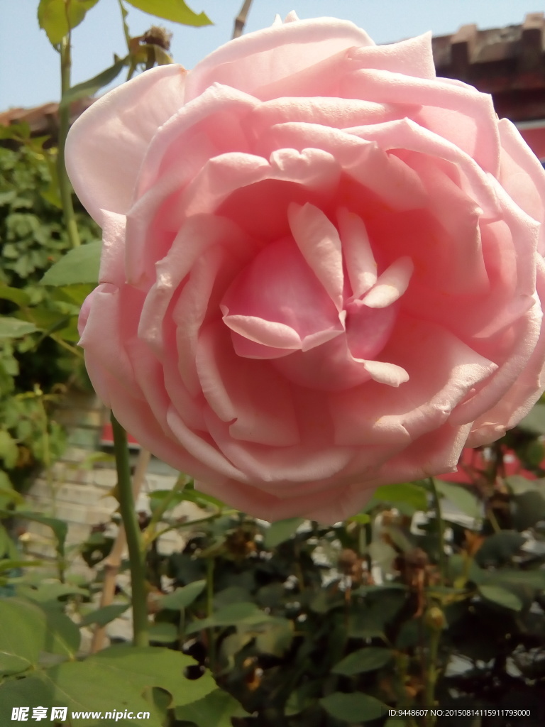 月季花