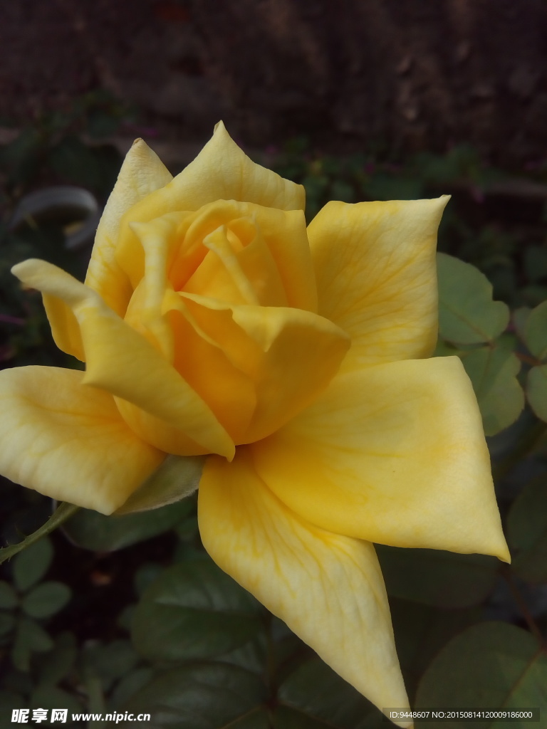 月季花