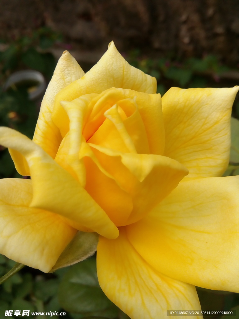 月季花
