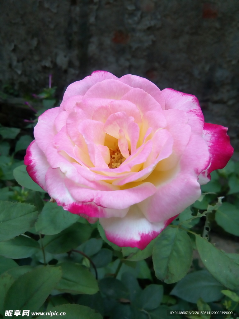 月季花