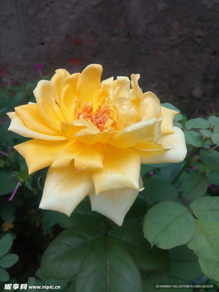月季花