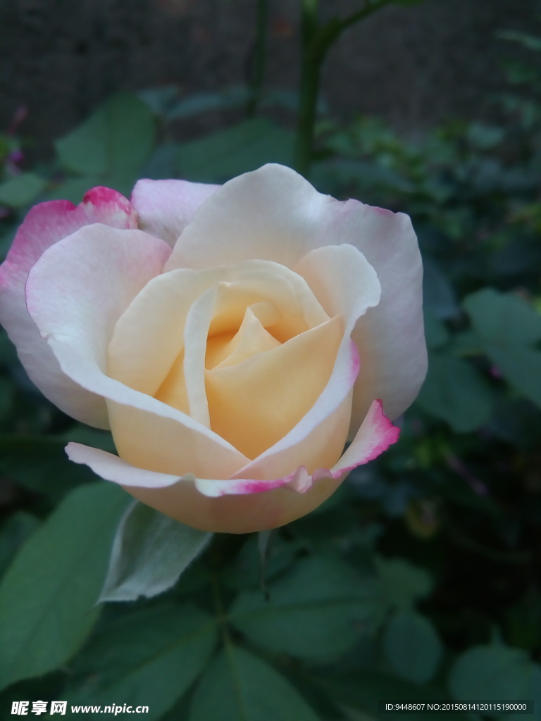 月季花
