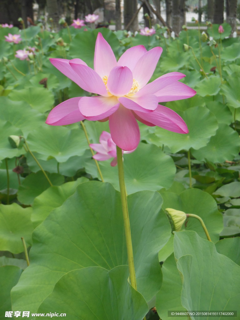 荷花