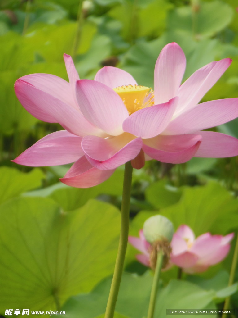荷花