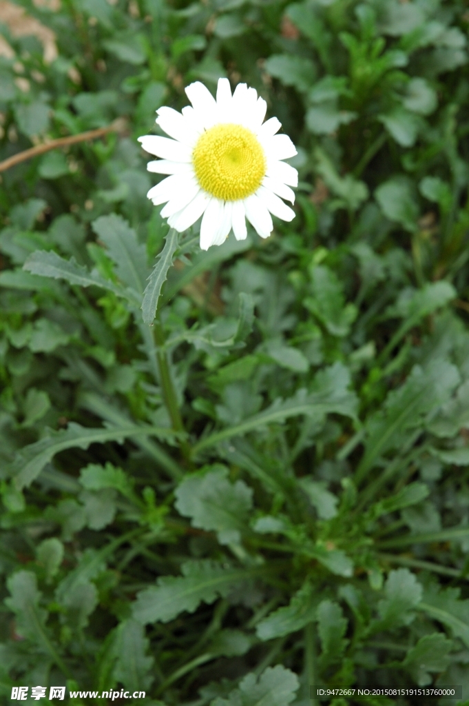 雏菊 小白花