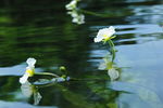 海菜花 小白花