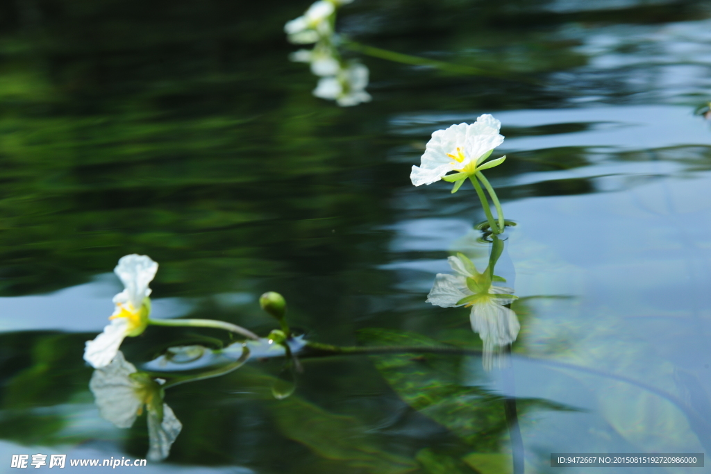 海菜花 小白花