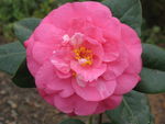 山茶花