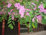 紫色的花
