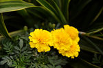小黄花