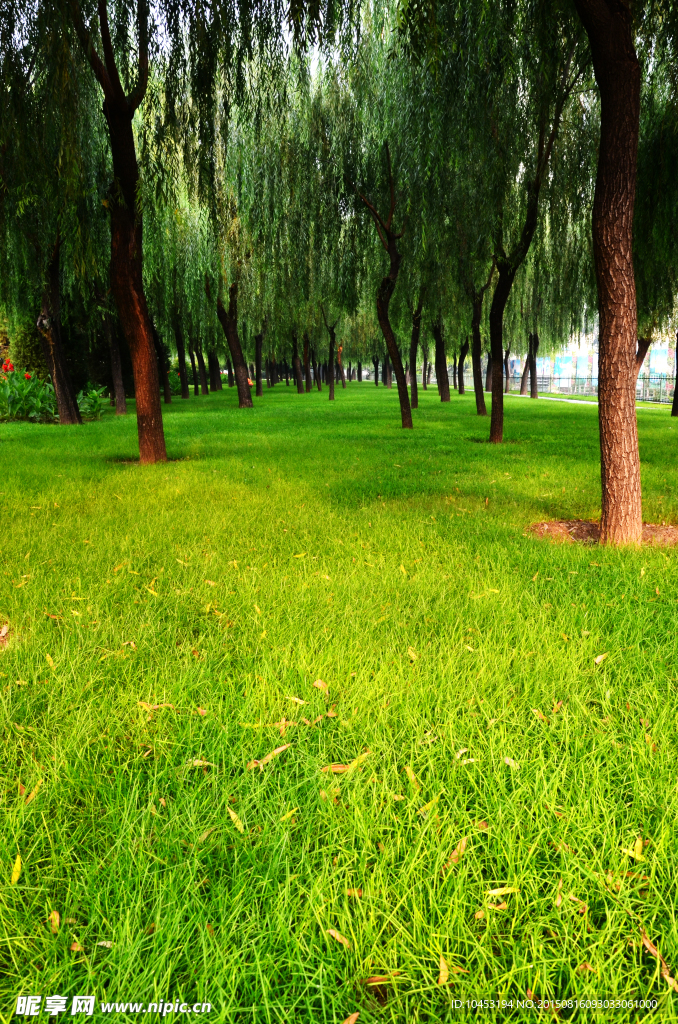绿化草地