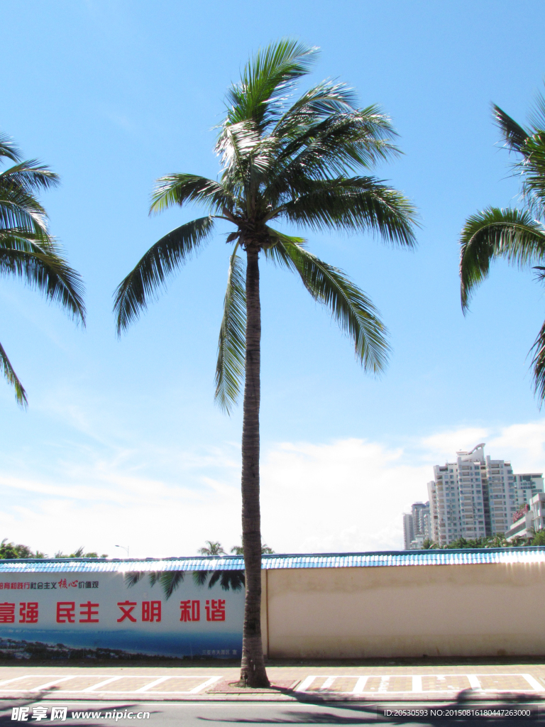 椰子树
