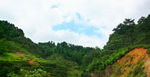 山地树林