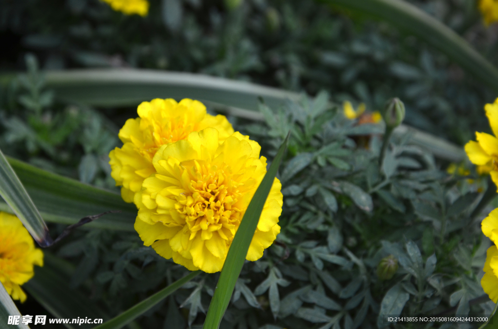 小黄花