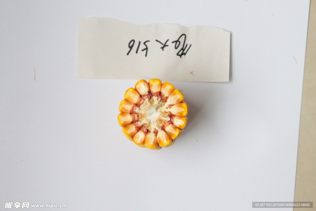玉米种子