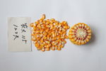 玉米种子