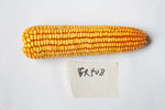 玉米种子